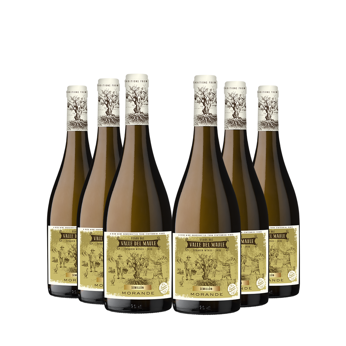 6 Vinos Morandé Terroir Wines Semillón 2025